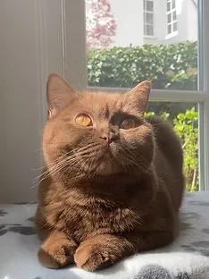British Shorthair closeup