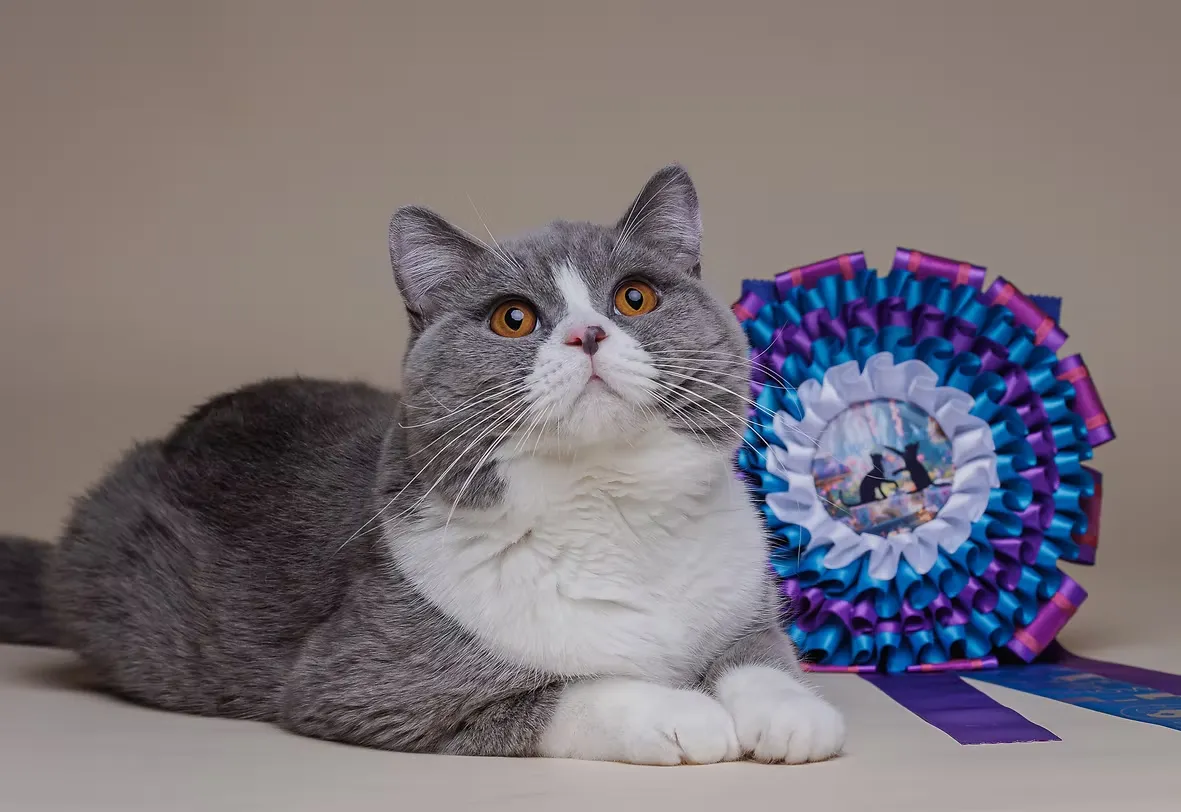 House Of Ra kitten