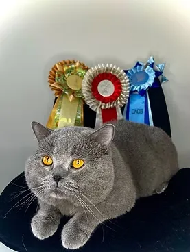 Cat show