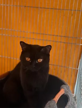 Cat show