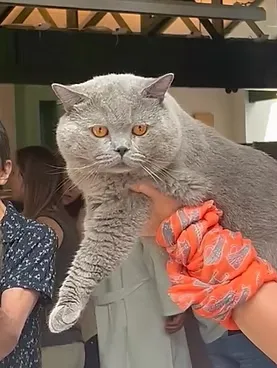 Cat show